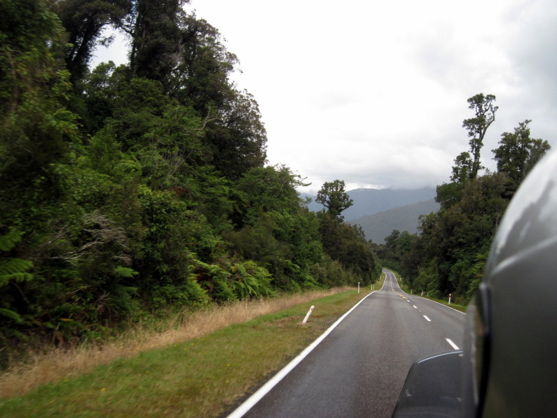 海外ツーリング ニュージーランド ロード オブ ザ リング オートバイレンタル 南島 西海岸 森からシダ類の葉が覗く @West Coast