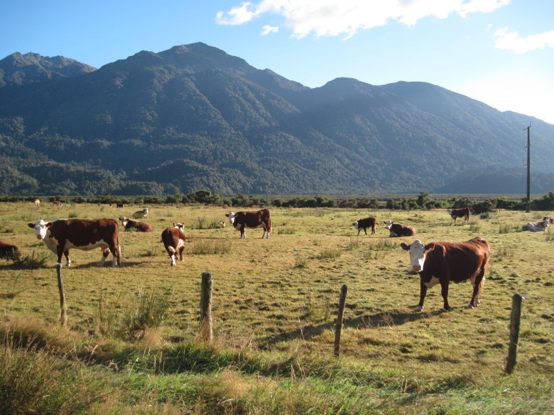 海外ツーリング ニュージーランド ロード オブ ザ リング オートバイレンタル サザンアルプス山脈 アーサーズ パス国立公園 翡翠街道 パイ専門店 標高が低いところでは牧畜も盛ん @Arthur's Pass
