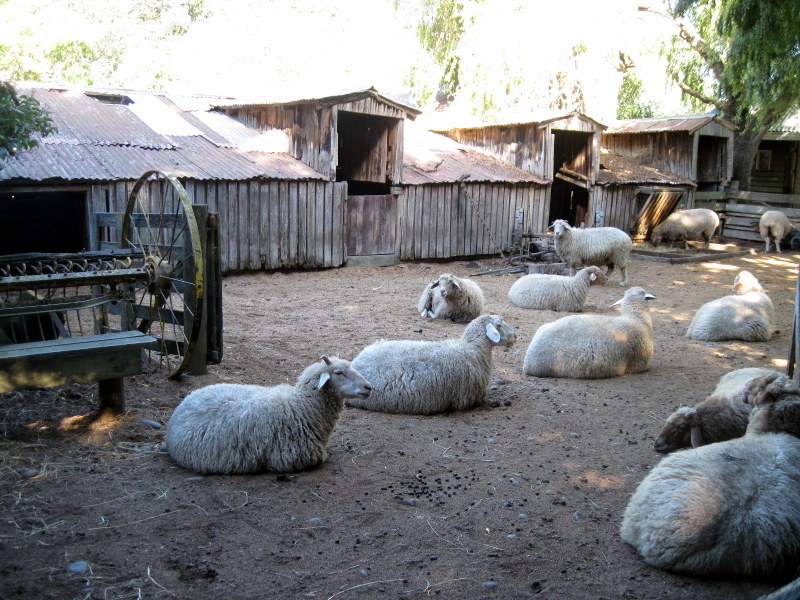 海外ツーリング ニュージーランド ロード オブ ザ リング オートバイレンタル クライストチャーチ ウィローバンク動物園 ゴロゴロとマイペースな羊たち @Willowbank Wildlife Reserve