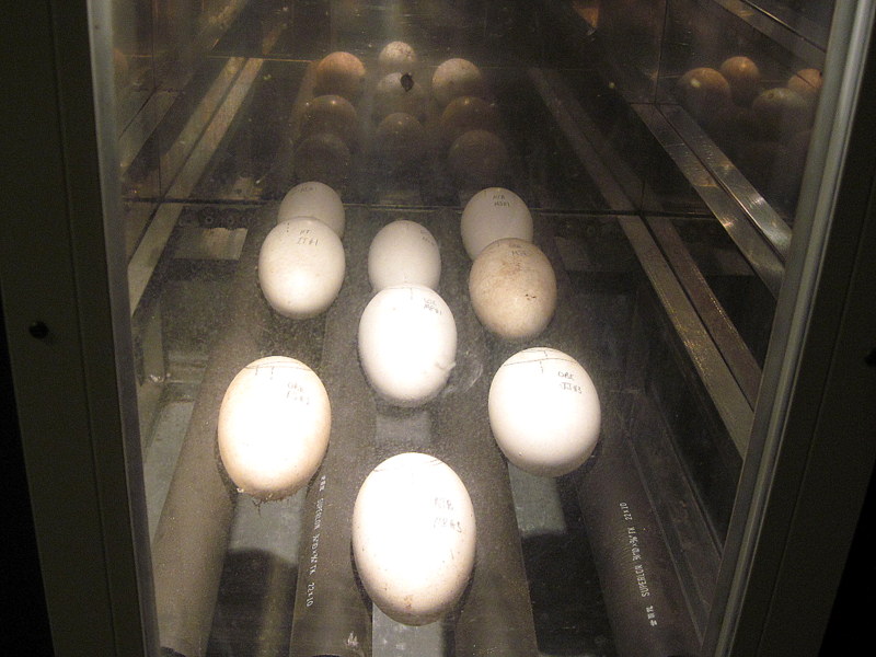 海外ツーリング ニュージーランド ロード オブ ザ リング オートバイレンタル クライストチャーチ ウィローバンク動物園 孵卵器の中のキーウィの卵 @Willowbank Wildlife Reserve