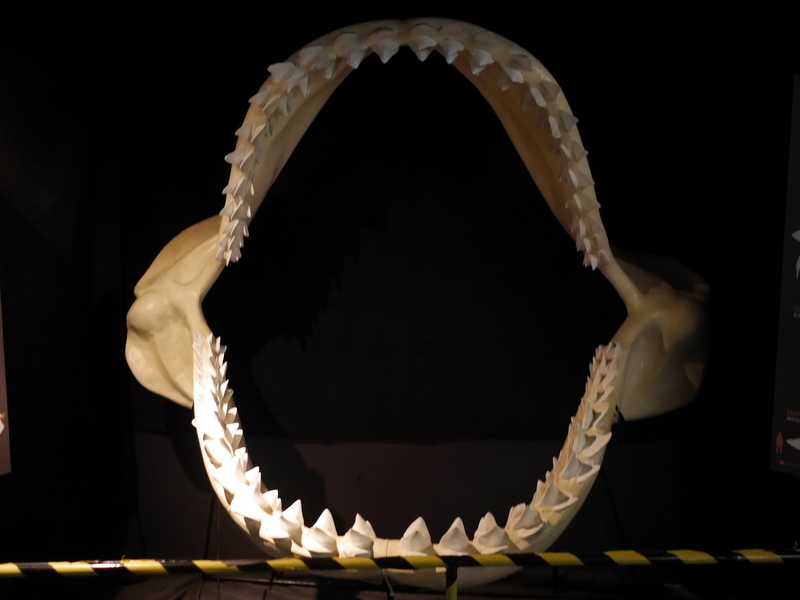 グダニスク グダンスク ダンツィヒ ポーランド グディニャ グディニャ博物館 グディニャ海軍博物館 駆逐艦ブリスカヴィカ グディニャ水族館 古生物メガロドンの歯の模型 @Gdynia Aquarium