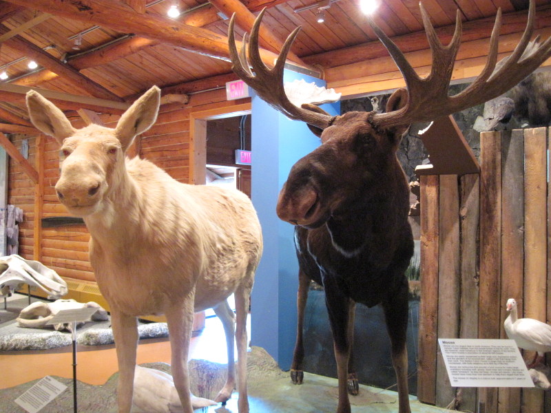 ホワイトホースの郷土資料館内 @MacBride Museum of Yukon History