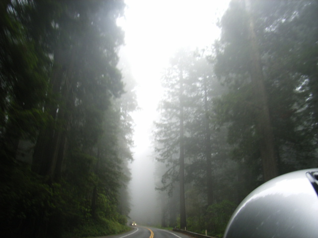 レッドウッドの森林地帯を走る @Redwood National Park