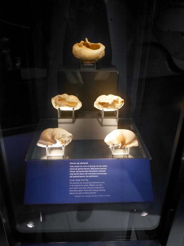 奇妙な形の物体はマッコウクジラの耳小骨だった @Het Scheepvaartmuseum Amsterdam