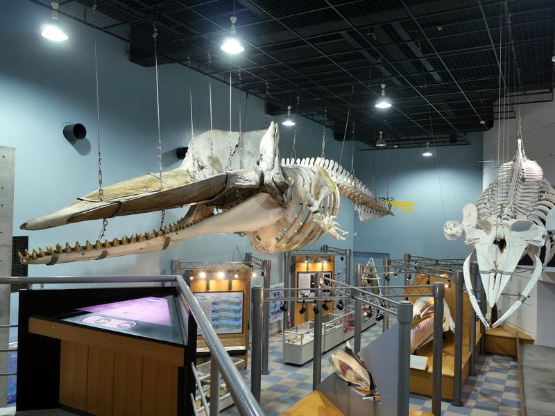 目玉展示のくじらの骨格標本 @鯨と海の科学館 山田町