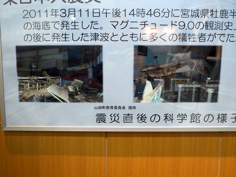 震災による展示品被害 @鯨と海の科学館 山田町