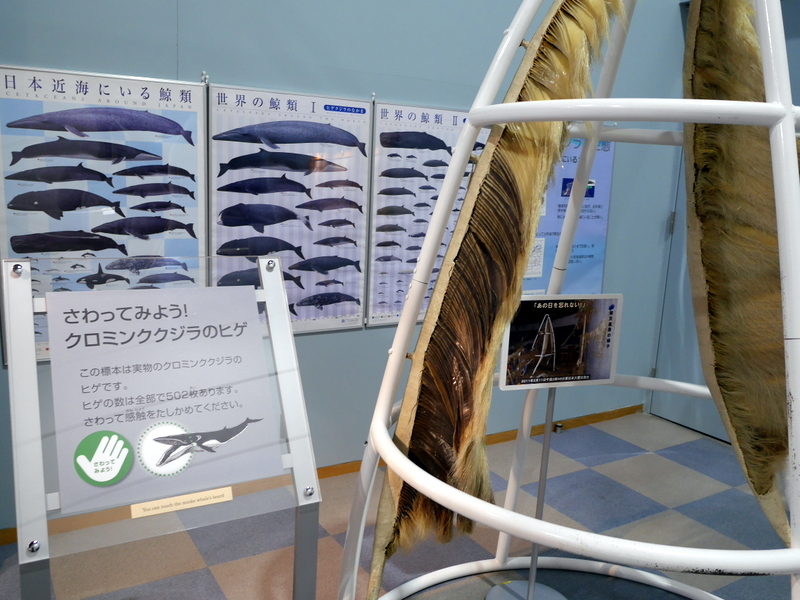 復旧したくじらのヒゲ展示 @鯨と海の科学館 山田町