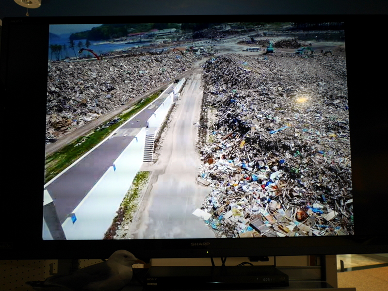 瓦礫の記録 @鯨と海の科学館