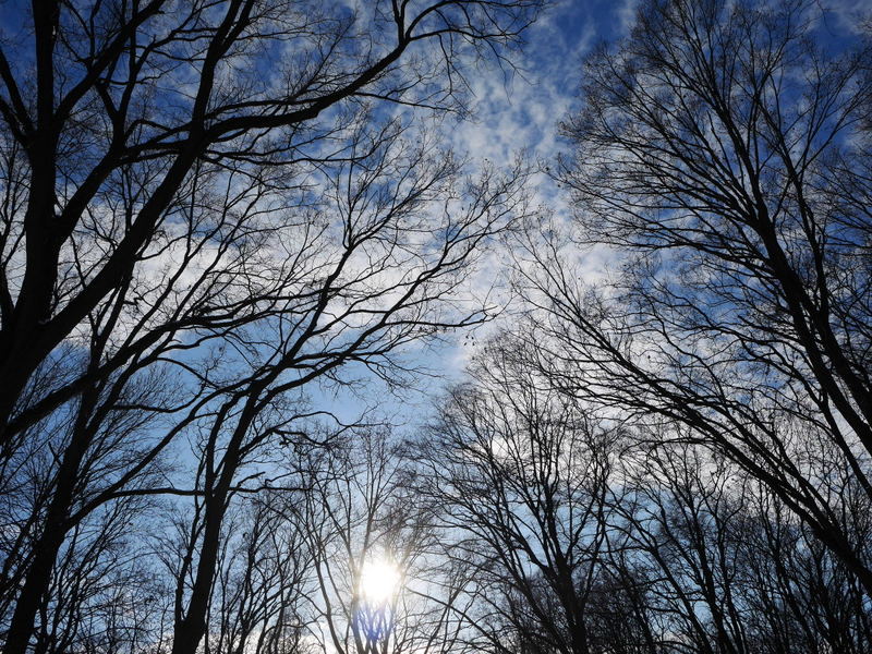 ティーアガルテンの森 @Großer Tiergarten